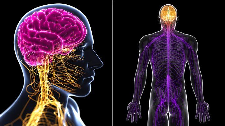 What Really Causes Nerve Damage? Understanding the Root Factors