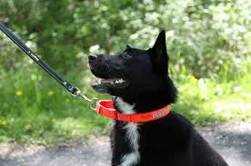 The significance of Canine Label Chokers A companion to Chancing One near